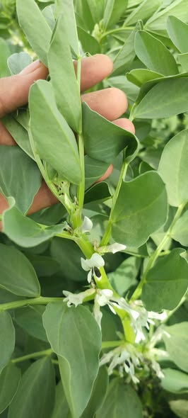 الزهره بتنشف من فوق في القمه الناميه قبل ماتتكون وتفتح محتاج اعرف السبب؟